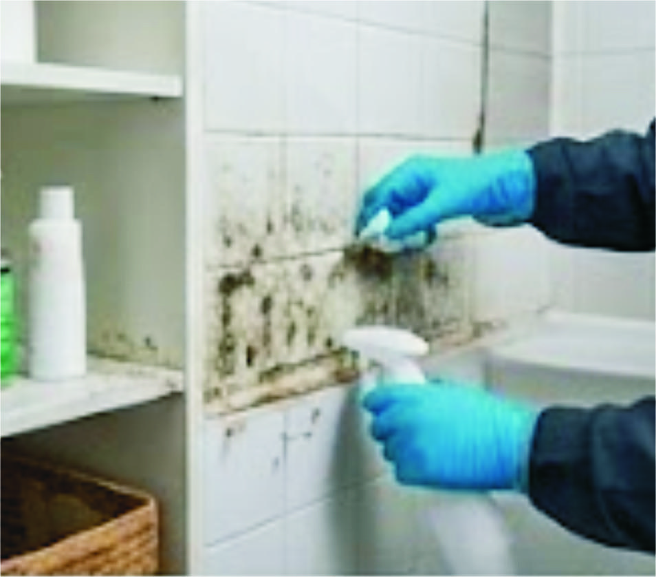 Basement Mold Remediation